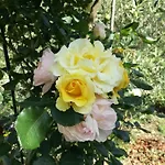 別荘 Ca' Da Rina セストリ・レヴァンテ